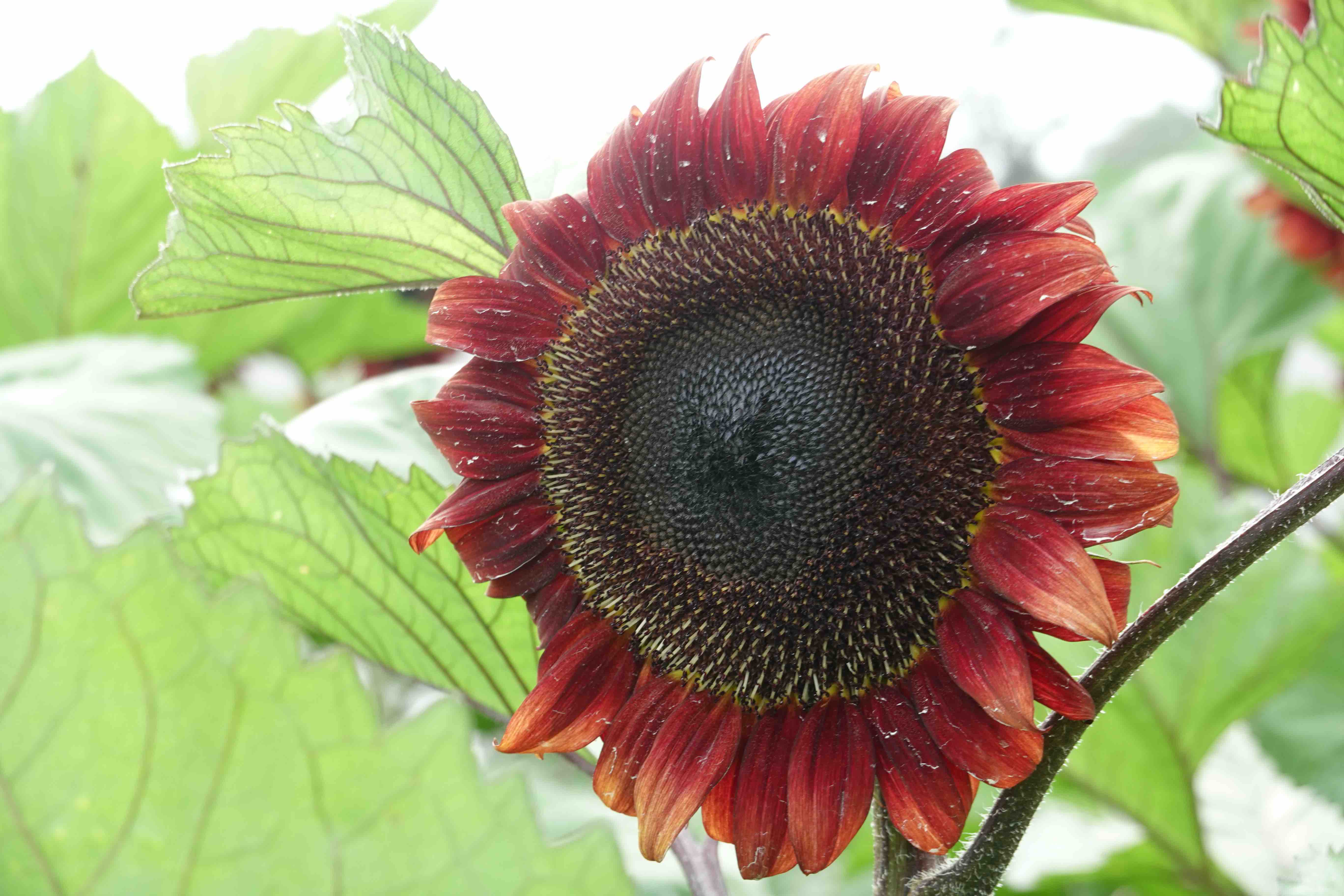 white lover sunflower