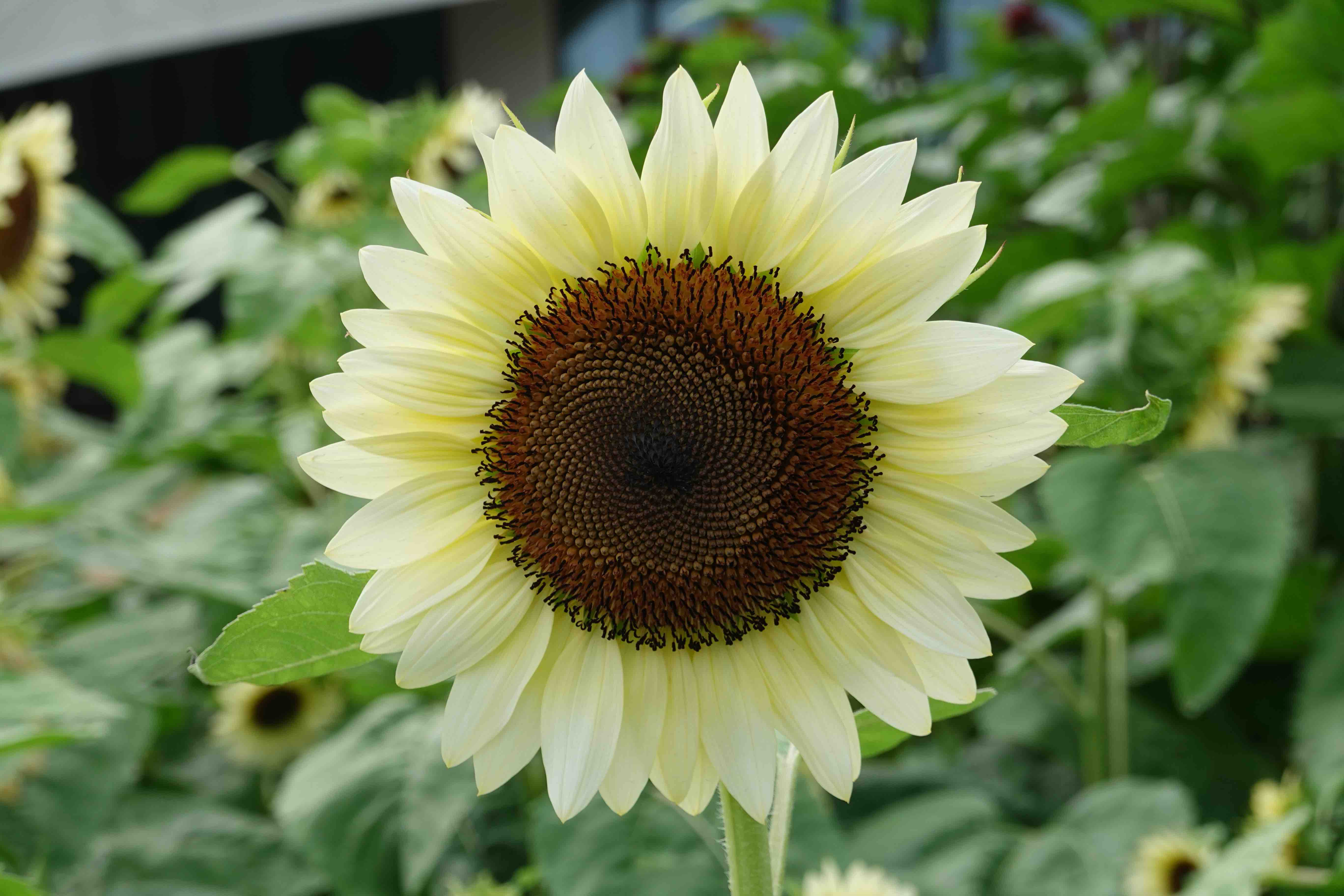 white lover sunflower